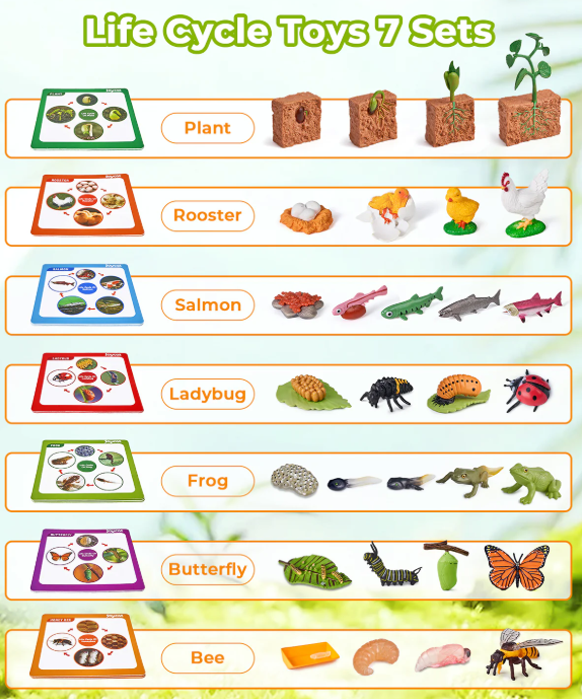 Montessori Life Cycle Learning Education Toy