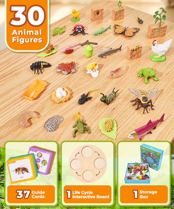 Montessori Life Cycle Learning Education Toy